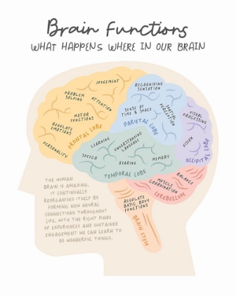 Picture of BRAINFUNCTIONS