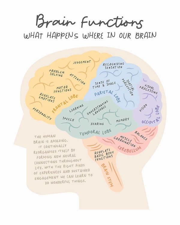 Picture of BRAINFUNCTIONS