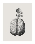 Picture of BRAIN BLOOM