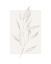 Picture of PLANTSTIPPLE