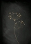 Picture of BLACK GOLD BOTANICAL NO 2