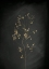 Picture of BLACK GOLD BOTANICAL NO 3