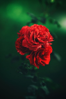 Picture of ROSES