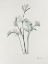 Picture of PARSLEY 2