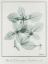 Picture of BASIL OCIMUM BASILICUM 2