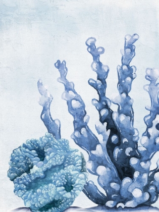 Picture of BLUE CORAL 2