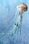 Picture of JELLY SWIM