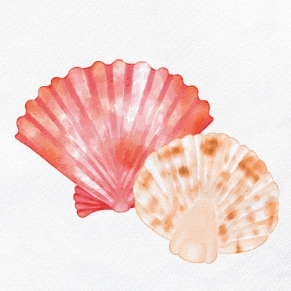 Picture of SCALLOP SHELLS 1