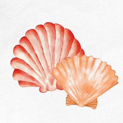 Picture of SCALLOP SHELLS 2
