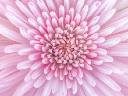 Picture of CLOSE-UP OF CHRYSANTHEMUM FLOWER, FULL FRAME