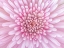 Picture of CLOSE-UP OF CHRYSANTHEMUM FLOWER, FULL FRAME