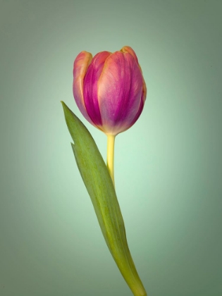 Picture of SINGLE TULIP FLOWER, SIDE VIEW