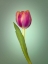 Picture of SINGLE TULIP FLOWER, SIDE VIEW