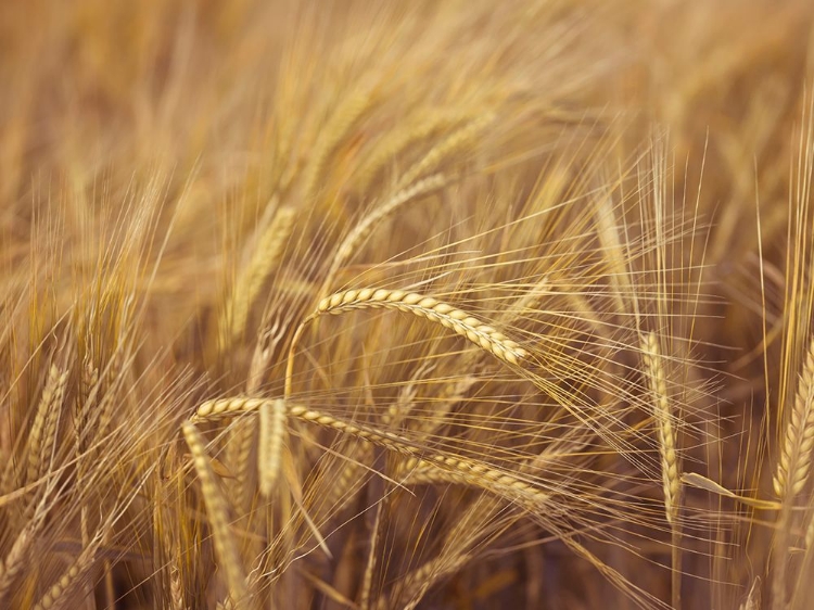 Picture of WHEAT FIELD