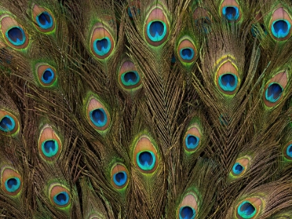 Picture of PEACOCK FEATHER CLOSE-UP