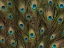 Picture of PEACOCK FEATHER CLOSE-UP