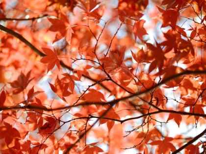 Picture of AUTUMN COLOURED LEAVES, BACKLIT