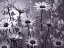 Picture of MEADOW FLOWERS