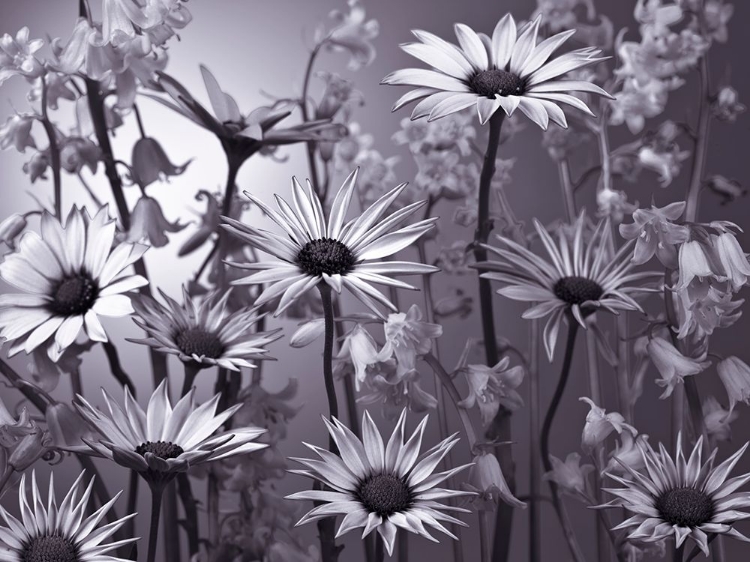 Picture of MEADOW FLOWERS