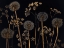 Picture of MEADOW FLOWERS