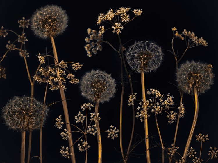 Picture of MEADOW FLOWERS