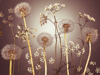 Picture of MEADOW FLOWERS