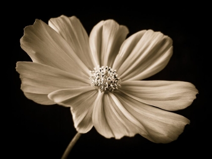 Picture of COSMOS FLOWER