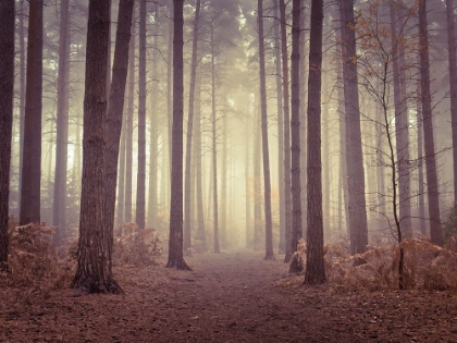 Picture of MISTY TREES