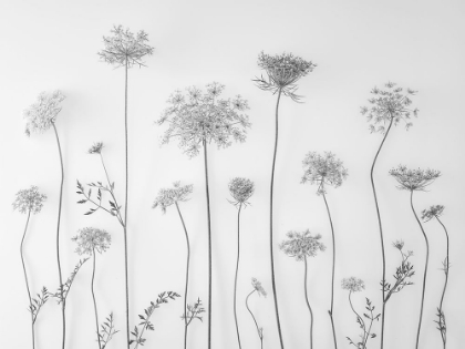 Picture of COW PARSLEY