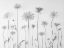Picture of COW PARSLEY