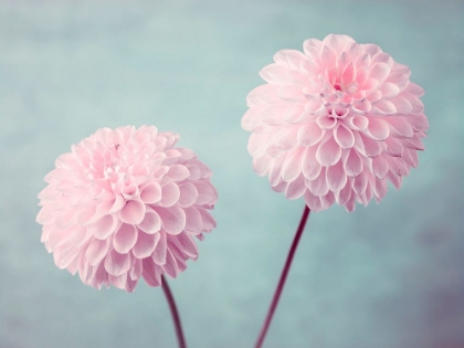 Picture of TWO DAHLIA FLOWERS