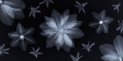 Picture of CLEMATIS FLOWERS