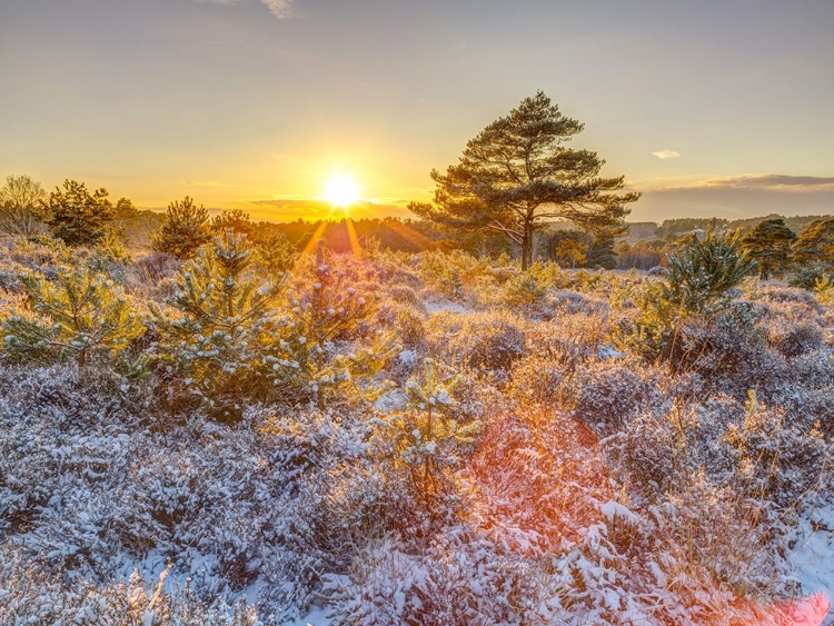 Picture of WINTER SUNSET IN COUNTRYSIDE