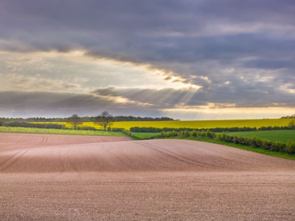 Picture of FARM FIELDS IN HAMPSHIRE DURING SPRING
