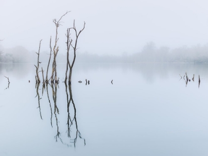 Picture of BRANCHES IN LAKE, REFLECTION