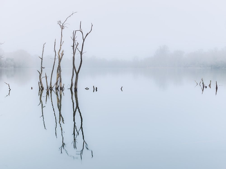 Picture of BRANCHES IN LAKE, REFLECTION