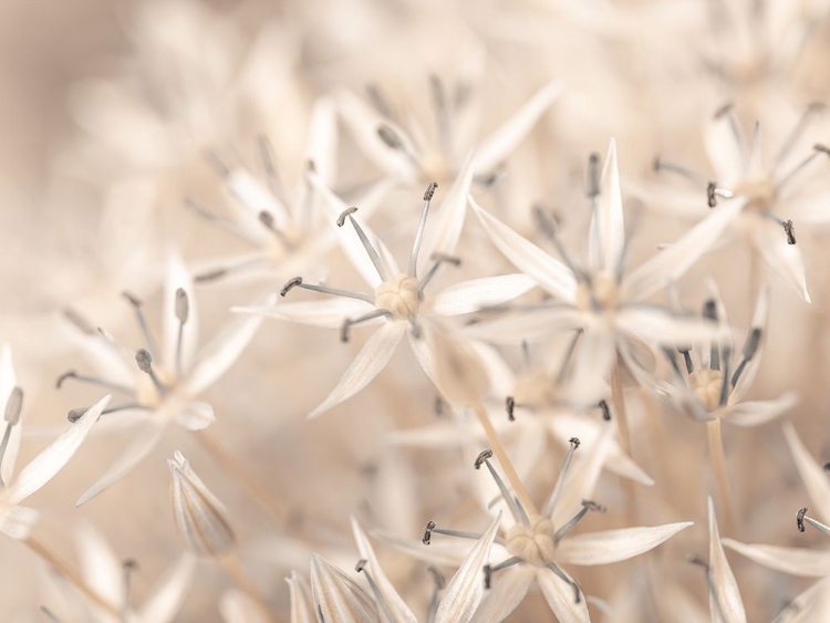 Picture of ALLIUM FLOWERS CLOSE-UP