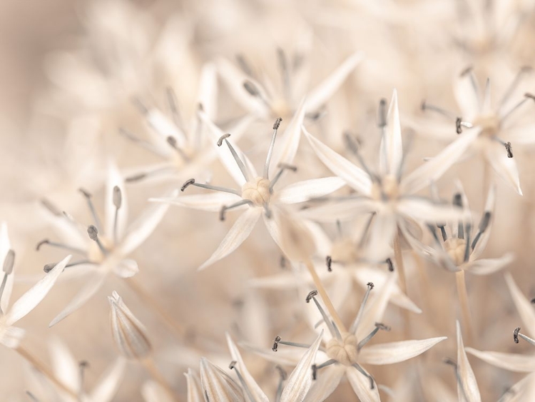 Picture of ALLIUM FLOWERS CLOSE-UP