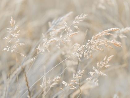 Picture of GRASS MEADOW