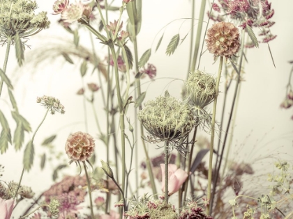 Picture of MEADOW FLOWERS