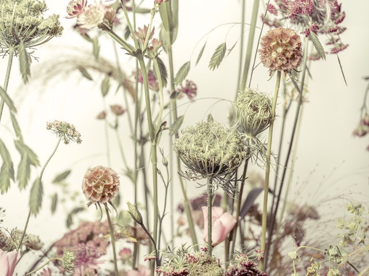 Picture of MEADOW FLOWERS