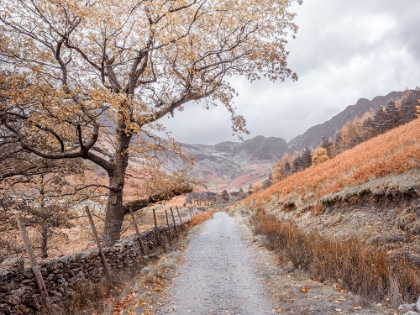 Picture of COUNTRYSIDE DIRT ROAD