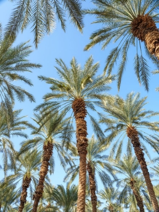 Picture of PALM TREES