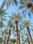 Picture of PALM TREES