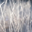 Picture of FROST ON GRASS