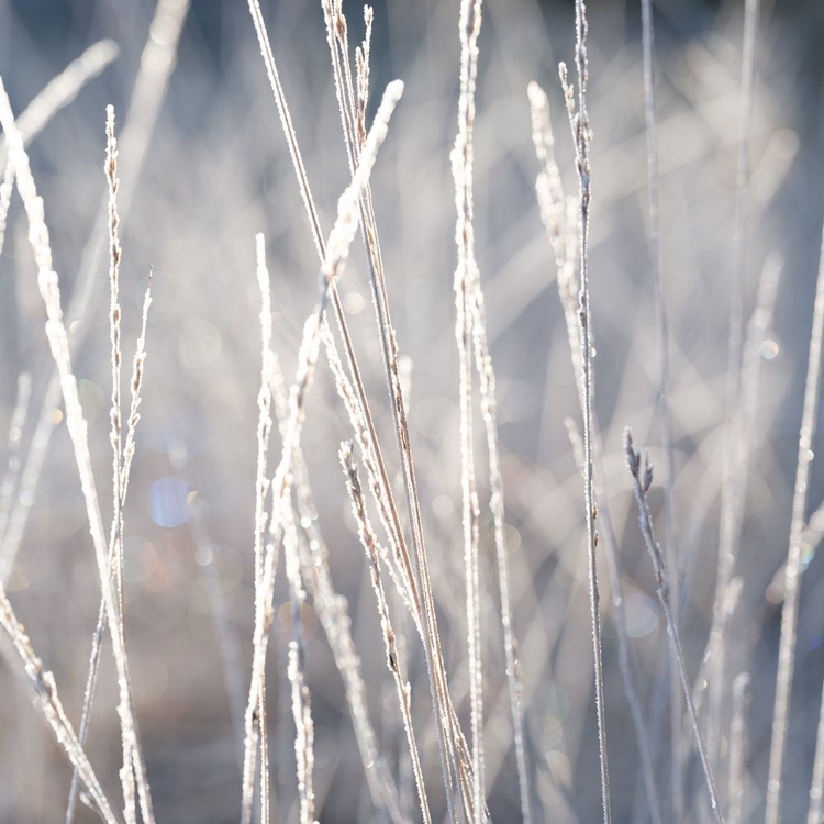 Picture of FROST ON GRASS