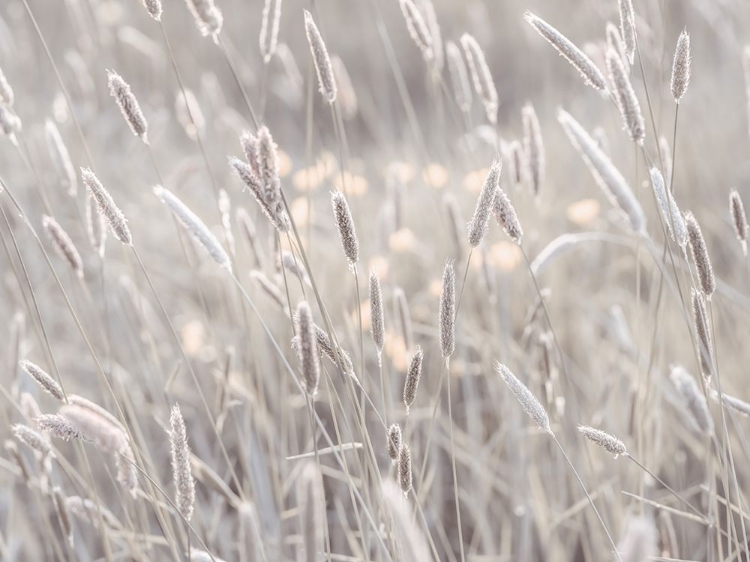 Picture of SUMMER MEADOW