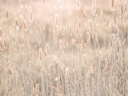 Picture of SUMMER MEADOW