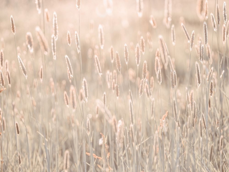 Picture of SUMMER MEADOW