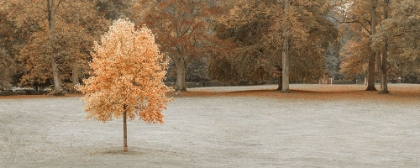 Picture of TREE IN AUTUMN PARK